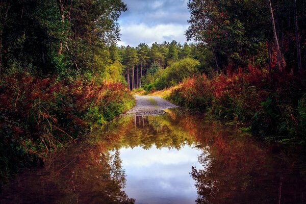 Colori insoliti dell autunno nel riflesso dell acqua sullo sfondo di una strada di fitte foreste e cielo bianco-blu