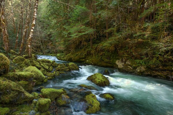 Malerei Wald Fluss in den Bergen