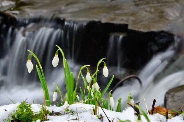 Campanillas de invierno en la primavera en el bosque