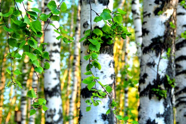 Schöner Birkenwald im Morgengrauen