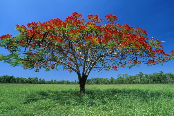 A tree with bright red flowers in a field