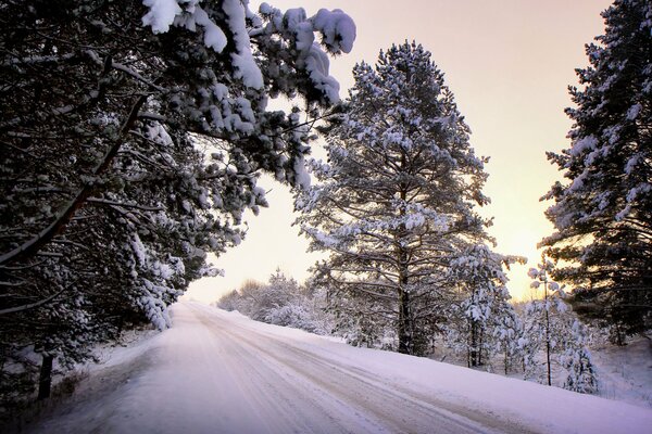 Strada innevata circondata da alberi