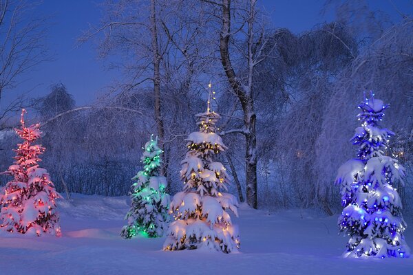 Bunte Girlande Lichter auf Tannen im Wald in der Nacht