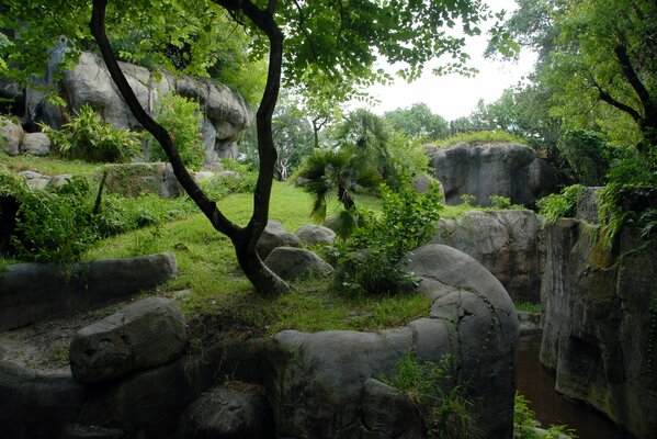 Piedras y vegetación en el bosque con rocas