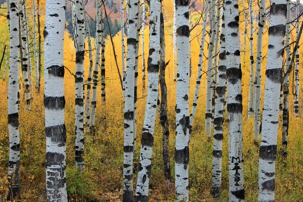 Troncos de árboles de álamo temblón de otoño