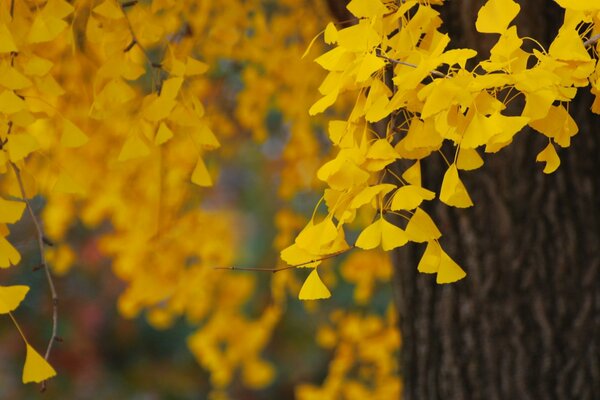 Golden autumn in September