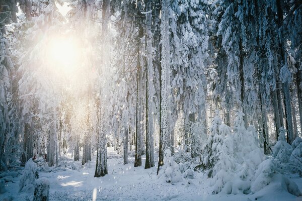 Foresta innevata tedesca al mattino