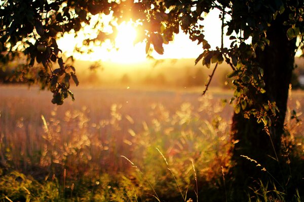 Campo contro il sole al tramonto