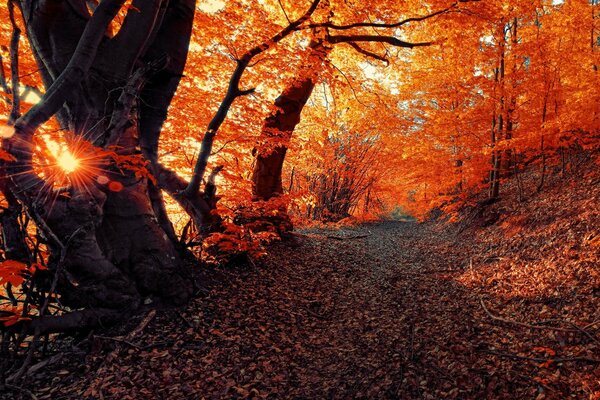 La bellezza dell autunno nel profondo della foresta