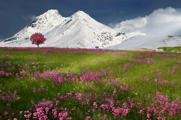 Rosa Blumendecke, die in die schneebedeckten Berge übergeht