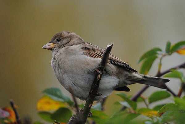 A sparrow on a green branch