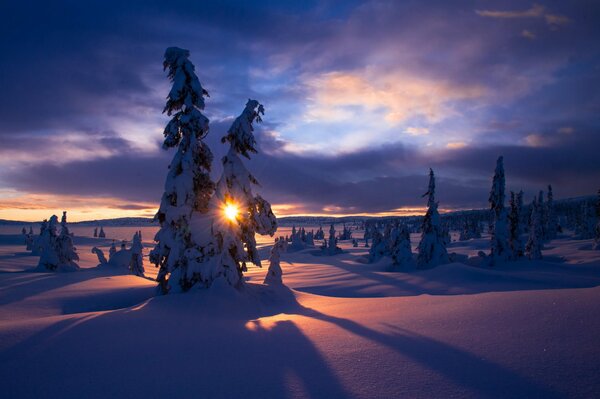 Deux sapins enneigés à travers lesquels le soleil glacial brillant est visible