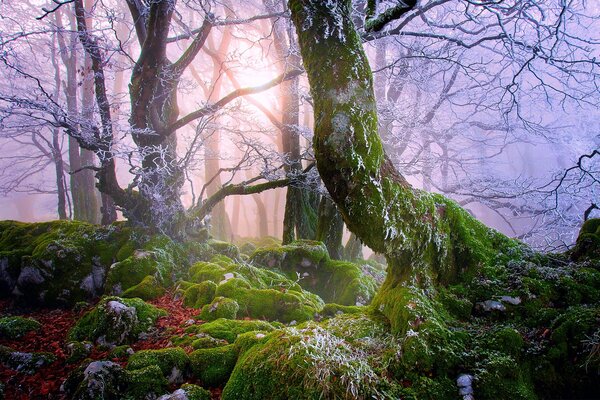 La lumière du soleil à travers les arbres