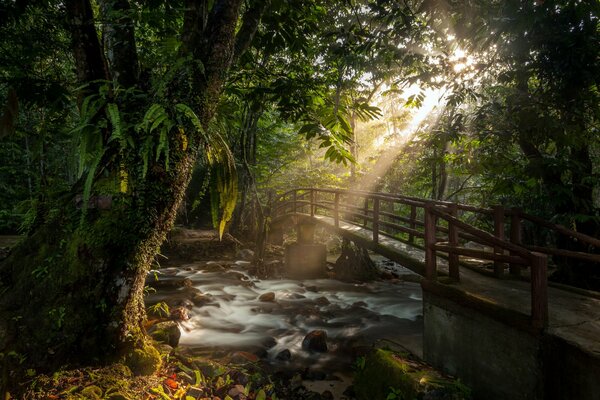 Brücke über den Bergfluss im Wald