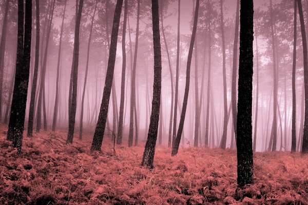 Rosa Nebel fegte Bäume um