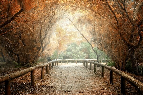 Wanderweg im Park im Herbst