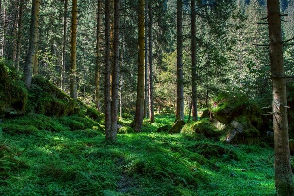 Green moss among the trees