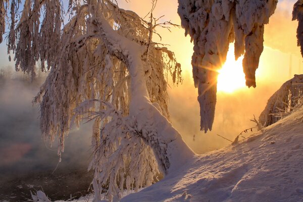 Frostiger Wintermorgen im Wald