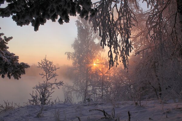 Landscape winter sun breaking through the frost on the trees