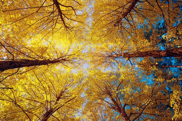 Natura, foresta autunnale, tiro di alberi, vista dal basso