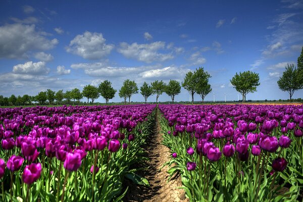 Beautiful sea of purple tulips