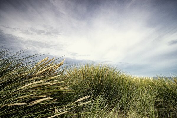 Gras auf Himmelshintergrund