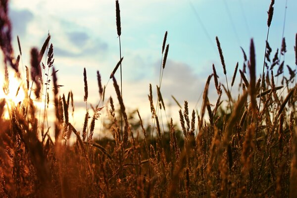 Pflanzen in einem von der Sonne beleuchteten Feld