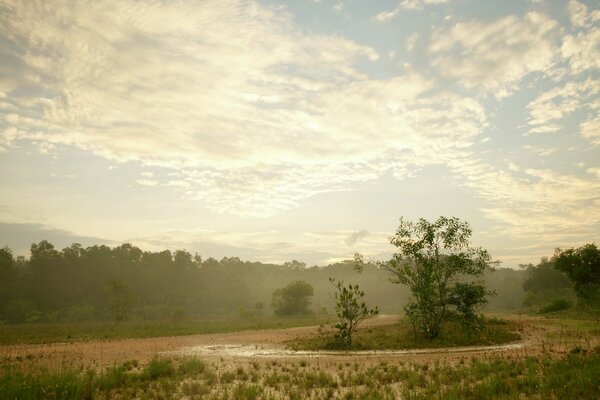 A lonely tree in a field