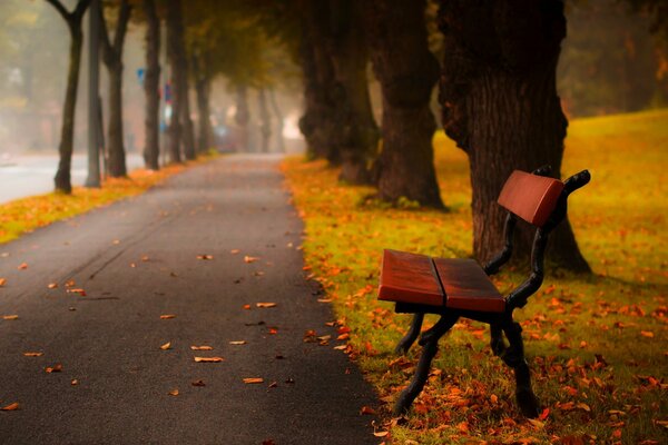 A walk in the autumn park. Bench by the tree