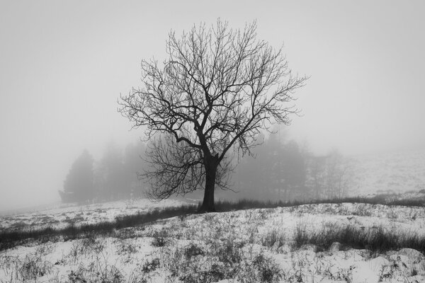 A tree without leaves. Winter in black and white