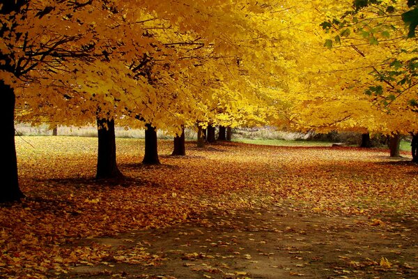 Automne doré dans le parc