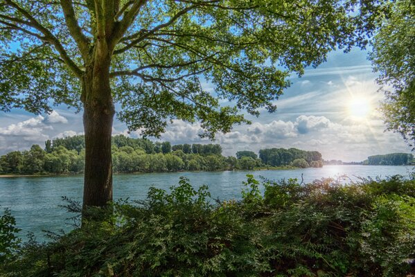 Wald und Fluss an einem Sommertag