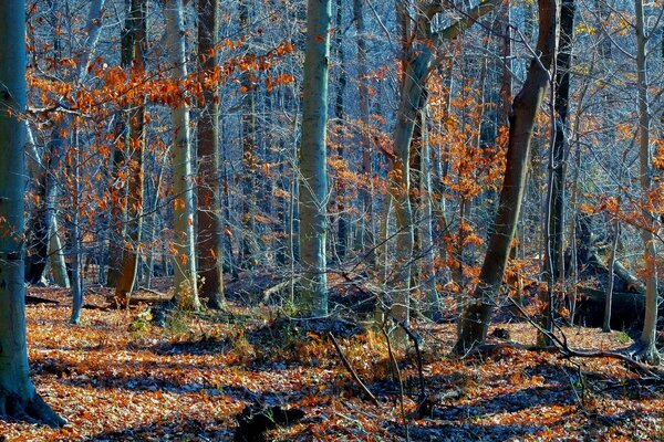 Bäume im Herbstwald