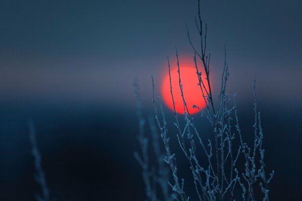 Disque rouge du soleil sur fond d herbe