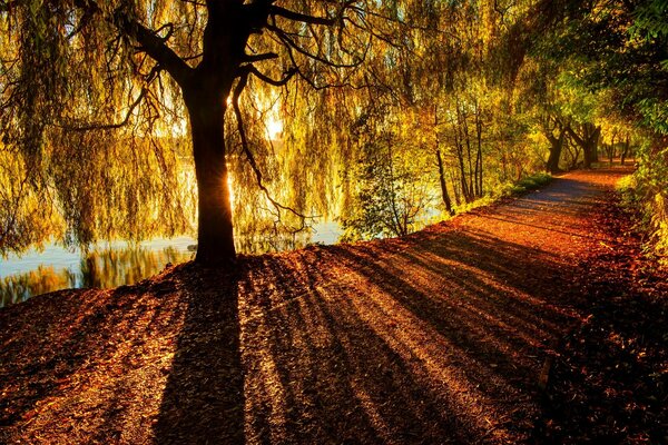 Waldstraße im Herbstlaub