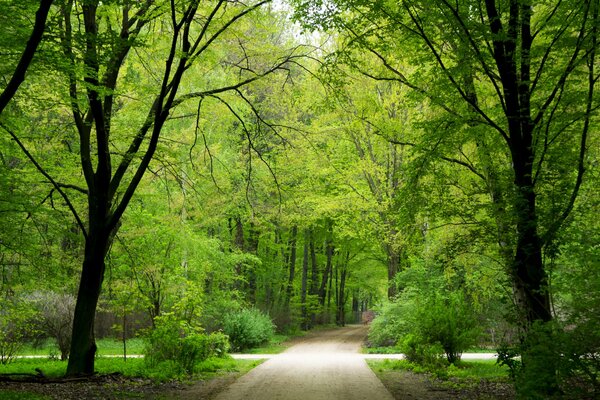 Sentiero nella foresta verde