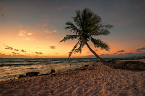 Eine einsame Palme beugte sich bei Sonnenuntergang zum Meer