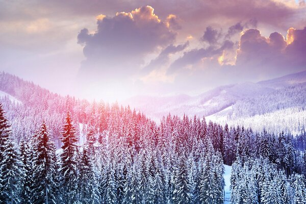 La couverture glaciale a couvert les arbres de ses manteaux de fourrure