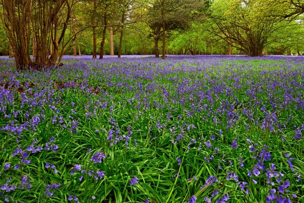 Fleurs féolées au printemps dans le parc