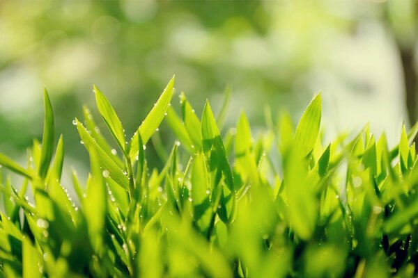 Hojas de té verde con gotas de rocío