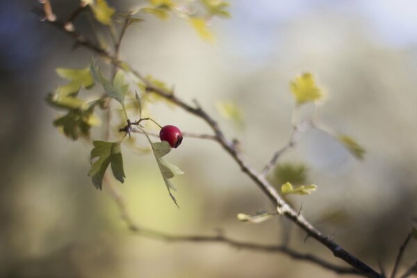 The lonely berry of the red mountain ash