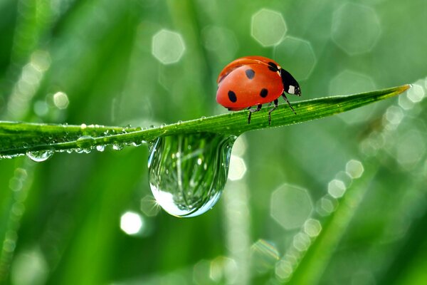 Ladybug runs through the grass with dew