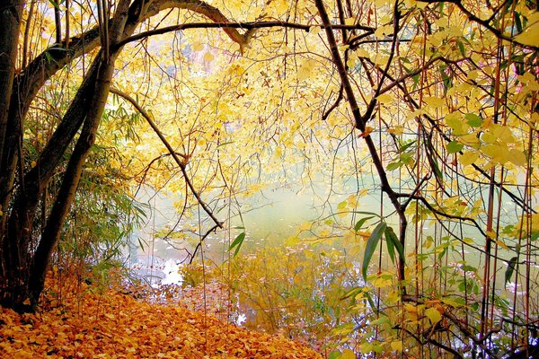 Autumn tranquility by the lake