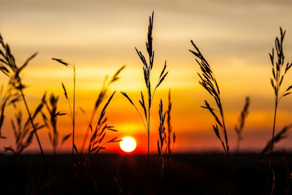 Tallos de hojas de hierba contra un atardecer rojo anaranjado