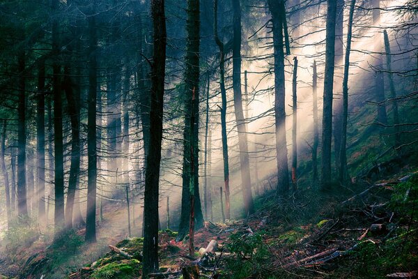 Rays of light breaking through the trees in the forest