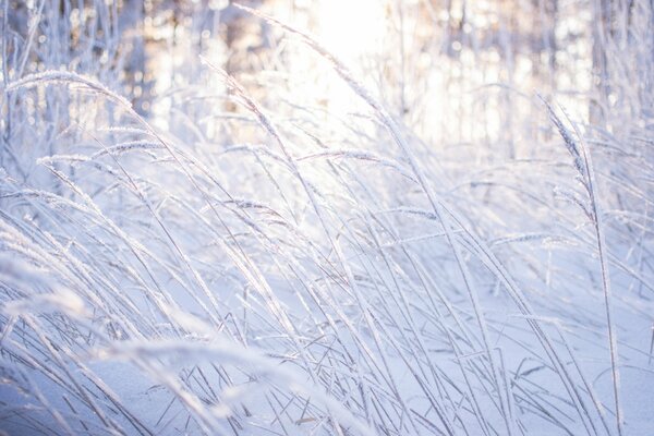 Winterschönheit im Wald mit verschneitem Gras