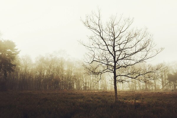 Nebbia autunnale sulla foresta del Regno Unito