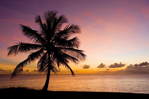 Eine einsame Palme am Meer