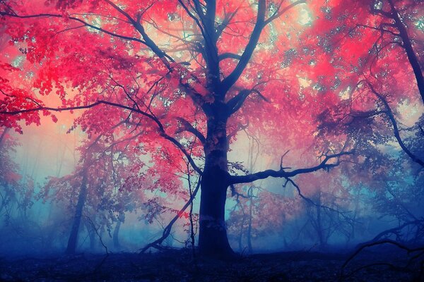 Bright red tree crown