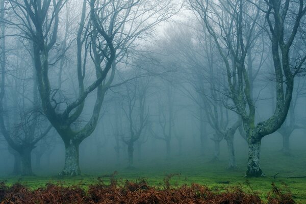 A gloomy forest in the fog